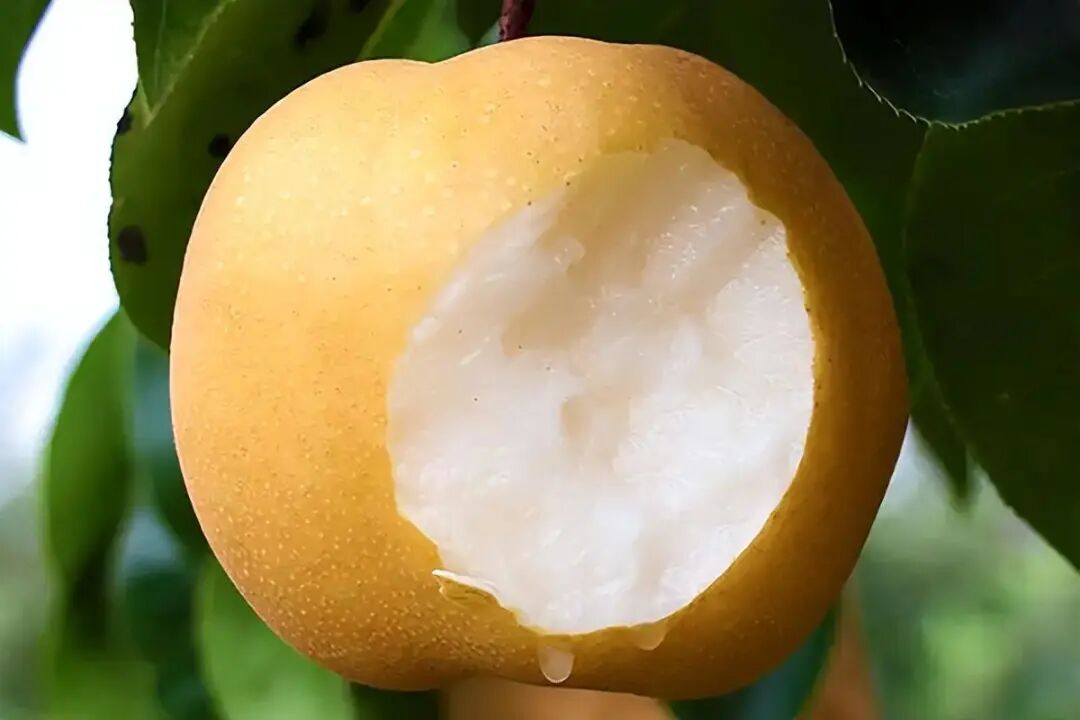 There are a large collection of 30 pear varieties (with pictures and texts), and everyone knows it is definitely a great god! How many do you know?