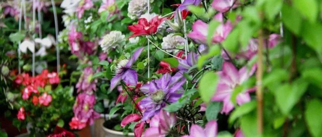 Variety Encyclopedia | Introduction to 30 clematis varieties (illustrated book), there is always one that will amaze you...