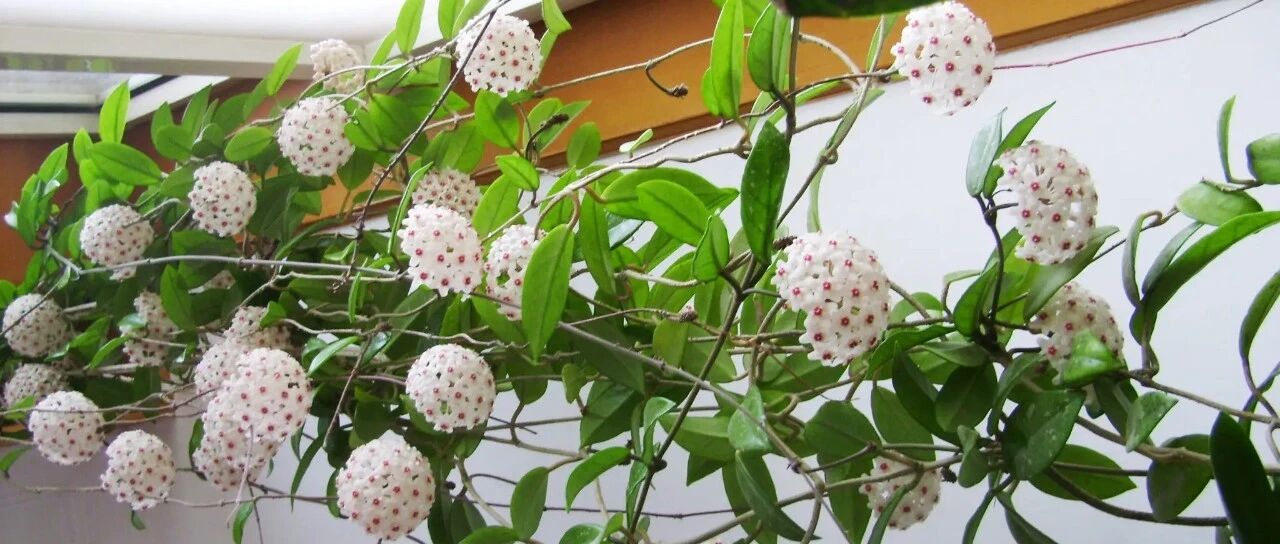 A collection of 30 varieties of Hoya orchid (with pictures and texts), watching flowers, enjoying leaves and smelling the fragrance... It is indeed the most beautiful "curtain flower" that everyone loves!