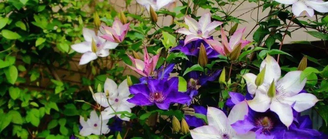 Variety Encyclopedia Introduction to 30 Clematis Varieties II (with pictures and texts), all of which are uncommon varieties. How many have you seen?