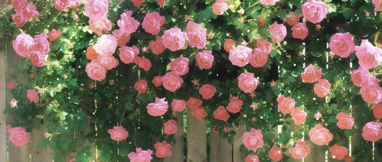 30 varieties of four-season flowering vines are shared this season. Flowers bloom continuously in all seasons. Come quickly if you want an eternal flower wall!