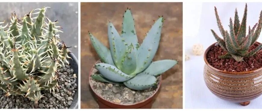 Introduction to 30 aloe varieties (illustrated and illustrated), some are beautiful, some are domineering, some are small and fresh, and some are strange... It's really eye-opening!