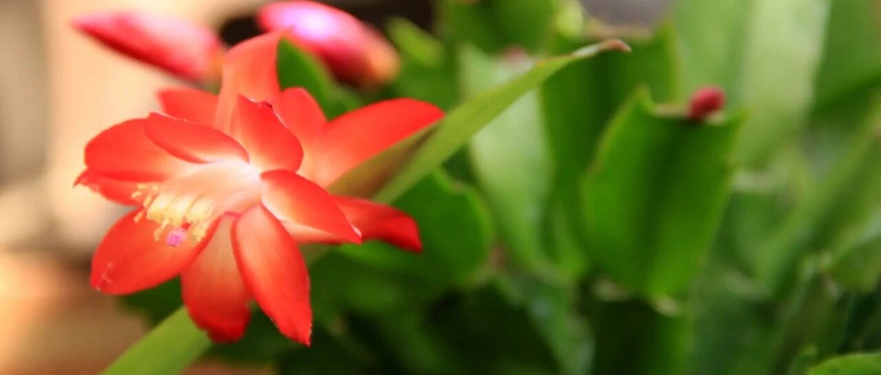 More than 30 varieties of crab claw orchids are introduced (illustrated and illustrated), each with its own characteristics. It's not enough to raise only one pot. Come and have a look!