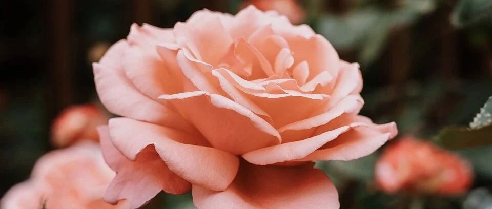 Variety Encyclopedia | The introduction of 40 large-flowered rose varieties is here, all of which are big, colorful and full of fragrance, so beautiful
