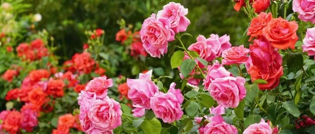 Do you believe flowers are self-fertile? 30 roses made a stunning appearance with their bud-changing varieties, comparable to Sichuan Opera's face-changing technique...