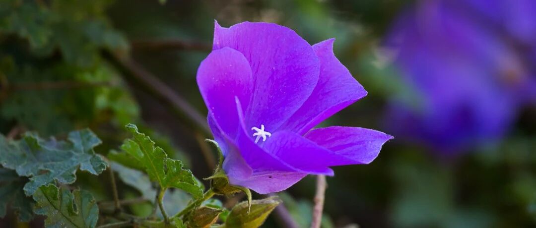 30 strange and rare flowers from various countries and regions, I guess you don't know any of them...