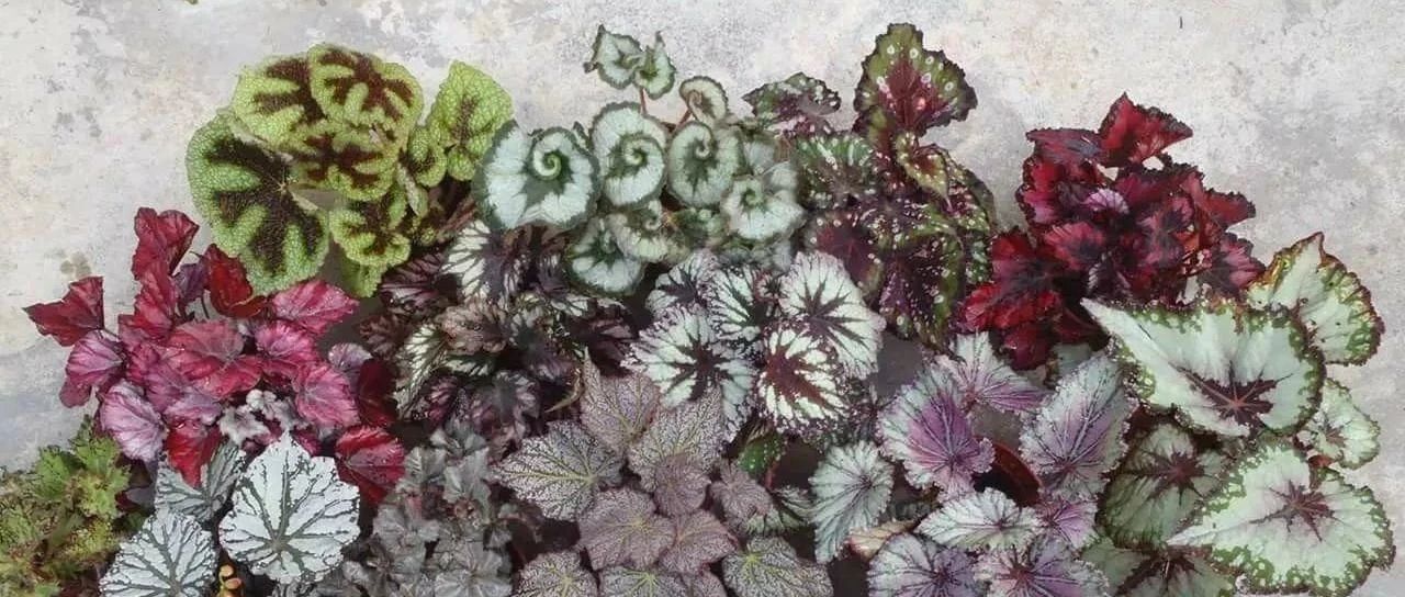 More than 30 begonia varieties debut! To become an Internet celebrity plant, in addition to its beautiful appearance, it also has an advantage that cannot be ignored. You guess...