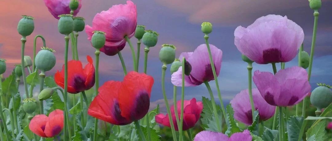 One article identifies the "twins" in flowers (all dry goods), refusing to be troubled, cheated, and hurt