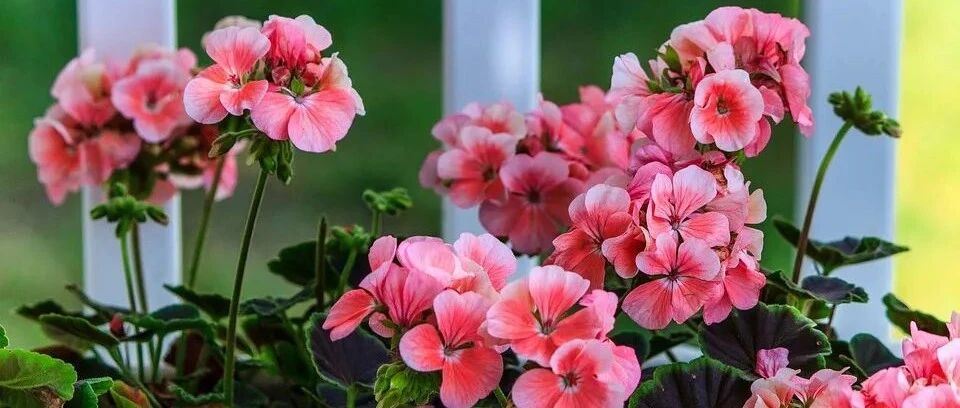 Variety Encyclopedia | Introduction to 30 geranium varieties (illustrated book), including upright, hanging and vine types, but not all geraniums bloom in all seasons, learn more